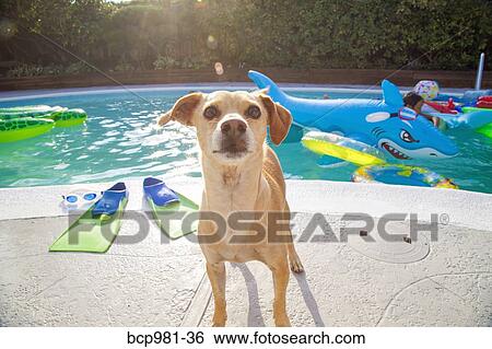 Dog stands in front of a pool full of toys View Large Photo Image Stock Photograph - Dog stands in front of a pool full of toys. Fotosearch