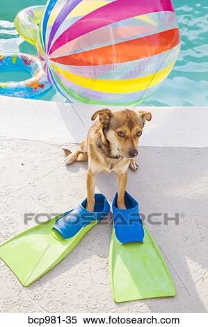 Stock Photography - Dog wearing flippers sits next to a pool. Fotosearch
