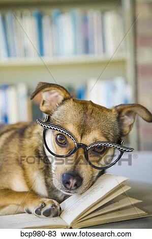 Dog wearing glasses poses with a book View Large Photo Image Stock Image - Dog wearing glasses poses with a book. Fotosearch