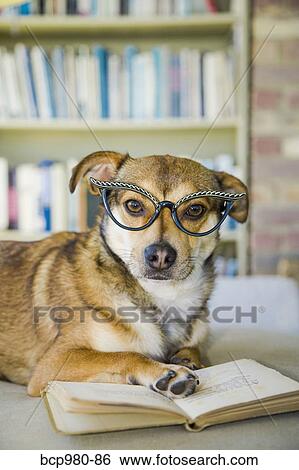 Dog wearing glasses poses with a book View Large Photo Image Stock Photograph - Dog wearing glasses poses with a book. Fotosearch