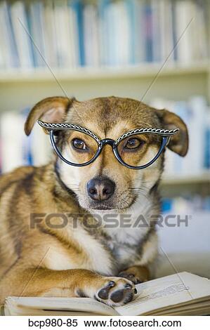 Stock Photography - Dog wearing glasses poses with a book. Fotosearch