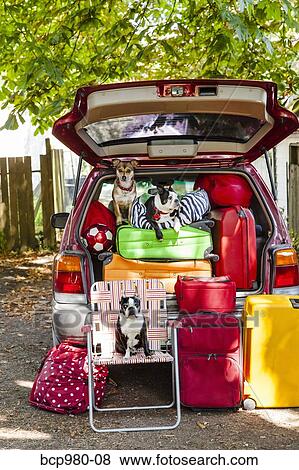 Dogs sit atop luggage piled into a packed car View Large Photo Image Stock Photo - Dogs sit atop luggage piled into a packed car. Fotosearch