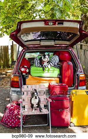 Stock Photo - Dogs sit atop luggage piled into a packed car. Fotosearch