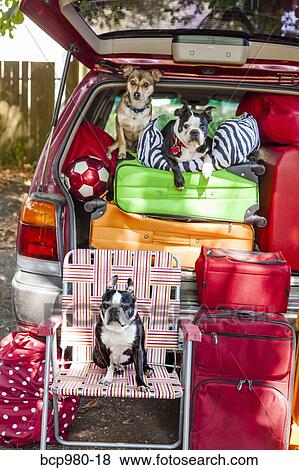 Dogs sit atop luggage piled into a packed car View Large Photo Image Stock Photo - Dogs sit atop luggage piled into a packed car. Fotosearch