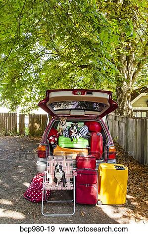 Dogs sit atop luggage piled into a packed car View Large Photo Image Stock Photo - Dogs sit atop luggage piled into a packed car. Fotosearch