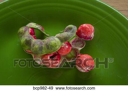 Guamuchil fruit on a plate View Large Photo Image Stock Photo - Guamuchil fruit on a plate. Fotosearch