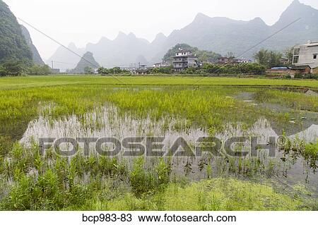 Stock Image - "Karst mountains behind a village rice paddy, Yangshuo, China". Fotosearch