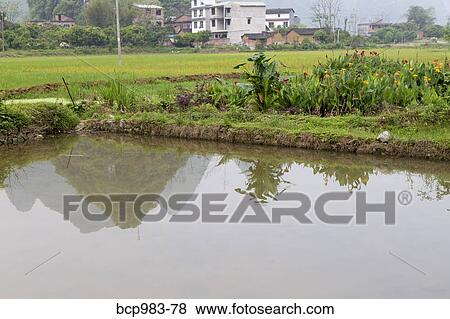 Stock Photo - "Karst mountains reflected in a village rice paddy, Yangshuo, China". Fotosearch