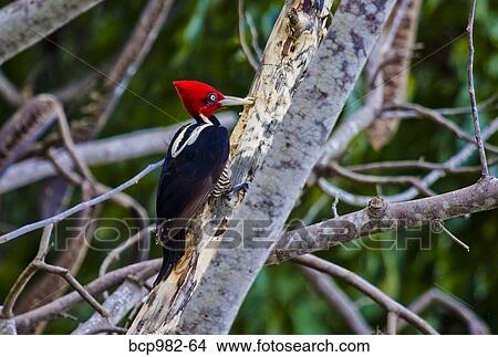 Picture - Lineated Woodpecker perched on a tree. Fotosearch