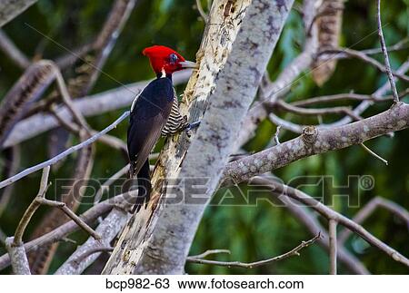 Lineated Woodpecker perched on a tree View Large Photo Image Stock Image - Lineated Woodpecker perched on a tree. Fotosearch