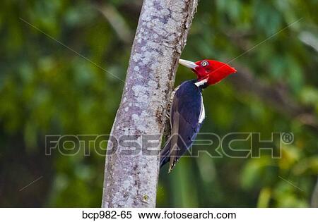 Stock Photography - Lineated Woodpecker perched on a tree. Fotosearch