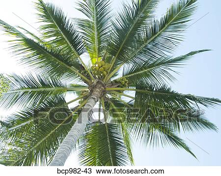 Low angle view of a Coconut Palm tree View Large Photo Image Stock Image - Low angle view of a Coconut Palm tree. Fotosearch