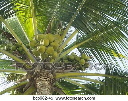 Stock Photography - Low angle view of a Coconut Palm tree. Fotosearch