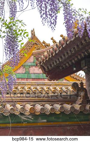 "Ornate rooftops and wisteria blossoms in the Forbidden City, Beijing, China" View Large Photo Image Stock Photography - "Ornate rooftops and wisteria blossoms in the Forbidden City, Beijing, China". Fotosearch