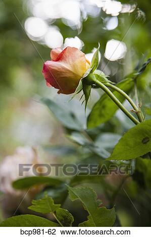 Peach colored rose blossoms in a garden View Large Photo Image Stock Image - Peach colored rose blossoms in a garden. Fotosearch