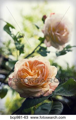 Peach colored rose blossoms in a garden View Large Photo Image Stock Image - Peach colored rose blossoms in a garden. Fotosearch