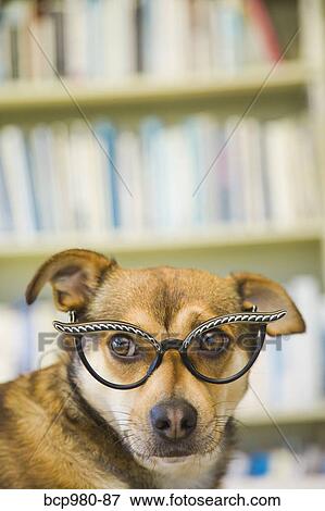 Stock Photo - Portrait of a dog wearing glasses. Fotosearch