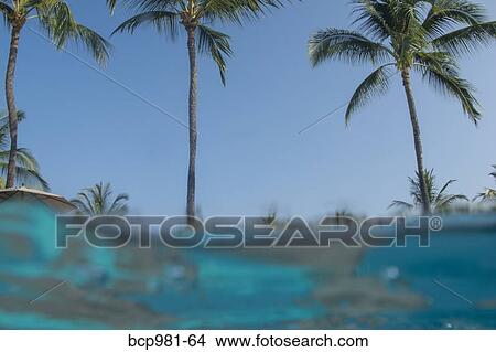 View of palm trees from a swimming pool View Large Photo Image Picture - View of palm trees from a swimming pool. Fotosearch