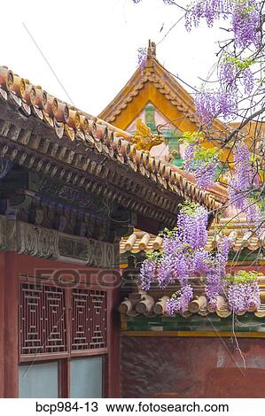 "Wisteria flowers in bloom in the Forbidden City, Beijing, China" View Large Photo Image Stock Image - "Wisteria flowers in bloom in the Forbidden City, Beijing, China". Fotosearch