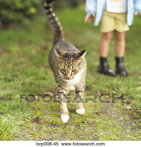 Young girl with her pet cat outdoors. View Large Photo Image Stock Photography - Young girl with her pet cat outdoors.. Fotosearch