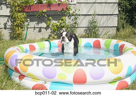 Stock Image - Dog sitting in a backyard baby pool.. Fotosearch