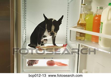 Dog standing inside an open refrigerator. View Large Photo Image Stock Image - Dog standing inside an open refrigerator.. Fotosearch