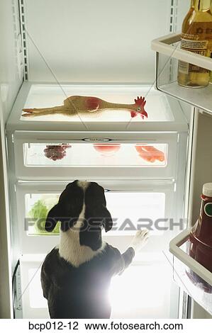 Rear view of dog climbing into a refrigerator. View Large Photo Image Stock Image - Rear view of dog climbing into a refrigerator.. Fotosearch