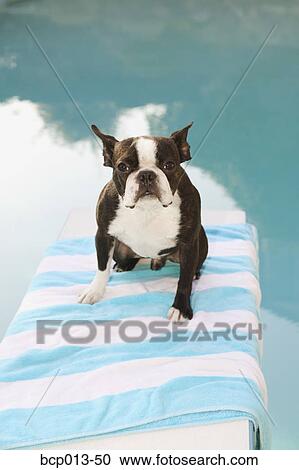 Stock Image - Dog sitting on a diving board. . Fotosearch