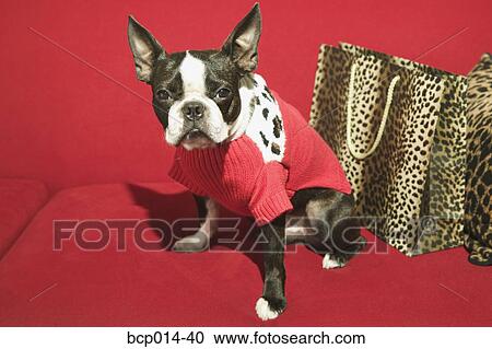 Stock Image - A dog in a red jacket on a red sofa. . Fotosearch