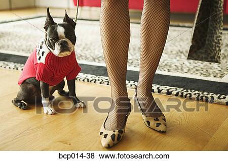 A fashionable woman and her dog. View Large Photo Image Stock Photo - A fashionable woman and her dog.. Fotosearch