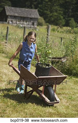 Girl pushing a wheelbarrow in the garden. View Large Photo Image Stock Photo - Girl pushing a wheelbarrow in the garden.. Fotosearch