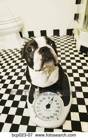 A dog on a bathroom scale View Large Photo Image Stock Photo - A dog on a bathroom scale. Fotosearch