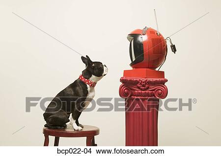 A dog watching television View Large Photo Image Picture - A dog watching television. Fotosearch