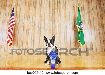 Portrait of a dog with blue ribbon View Large Photo Image Stock Image - Portrait of a dog with blue ribbon. Fotosearch