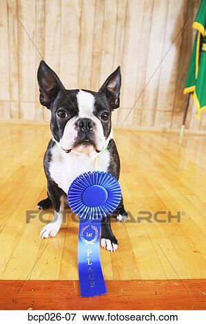 Portrait of a dog with blue ribbon View Large Photo Image Stock Photo - Portrait of a dog with blue ribbon. Fotosearch