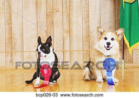 Portrait of dog show winners View Large Photo Image Stock Image - Portrait of dog show winners. Fotosearch