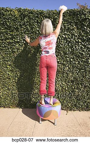 Woman dusting the top of her hedge View Large Photo Image Stock Photo - Woman dusting the top of her hedge. Fotosearch