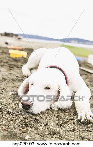 Dog sleeping on the beach View Large Photo Image Stock Photo - Dog sleeping on the beach. Fotosearch