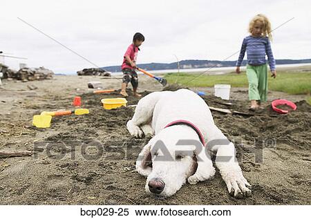 Dog sleeping on the beach while children play View Large Photo Image Stock Photography - Dog sleeping on the beach while children play. Fotosearch