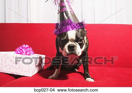 Dog celebrating a birthday View Large Photo Image Picture - Dog celebrating a birthday. Fotosearch