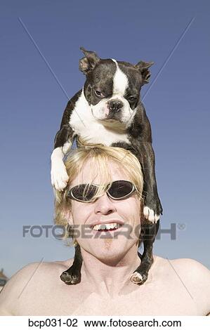 Stock Image - Boston Terrier resting on man's head. Fotosearch