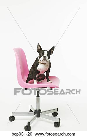 Stock Image - Boston Terrier sitting in office chair. Fotosearch