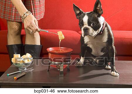 Boston Terrier sitting next to fondue View Large Photo Image Stock Photograph - Boston Terrier sitting next to fondue. Fotosearch