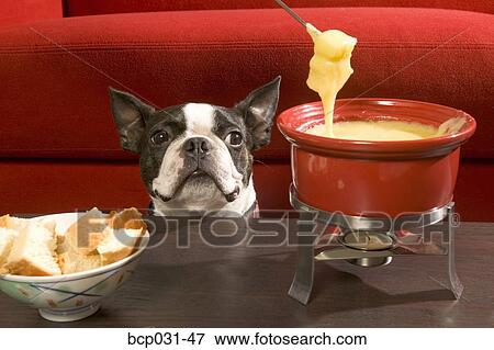 Boston Terrier staring at fondue View Large Photo Image Stock Photo - Boston Terrier staring at fondue. Fotosearch