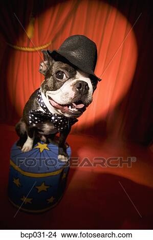 Picture - Boston Terrier wearing bow tie and hat. Fotosearch