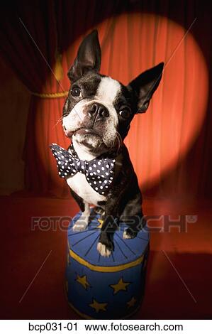 Boston Terrier wearing bow tie in spotlight View Large Photo Image Stock Image - Boston Terrier wearing bow tie in spotlight. Fotosearch