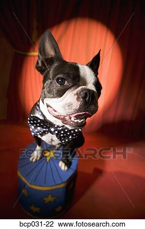 Boston Terrier wearing bow tie in spotlight View Large Photo Image Stock Image - Boston Terrier wearing bow tie in spotlight. Fotosearch