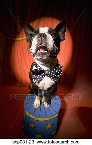 Boston Terrier wearing bow tie in spotlight View Large Photo Image Stock Image - Boston Terrier wearing bow tie in spotlight. Fotosearch