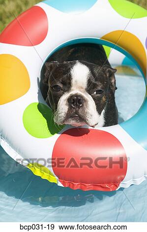 Boston Terrier wearing life preserver View Large Photo Image Stock Photo - Boston Terrier wearing life preserver. Fotosearch