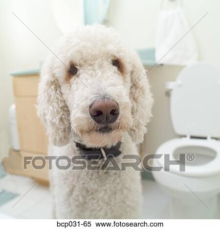 Stock Photography - Closeup of a Standard Poodle in a bathroom. Fotosearch